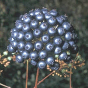 Black Sarsaparilla Seeds