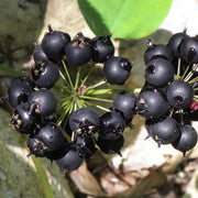Black Sarsaparilla Seeds