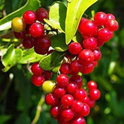 Nostrana Sarsaparilla Seeds