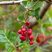 Sarsaparilla Seeds - for Home Gardens Seeds