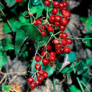 Sarsaparilla Seeds - for Home Gardens Seeds