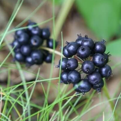 Black Sarsaparilla Seeds