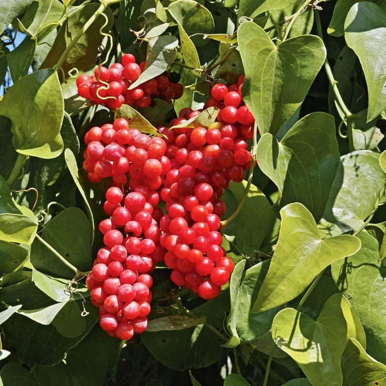 Nostrana Sarsaparilla Seeds