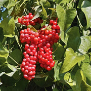 Nostrana Sarsaparilla Seeds