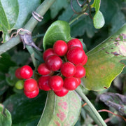 Nostrana Sarsaparilla Seeds
