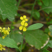 Mustard Seeds - Brassica juncea Vegetable Seeds