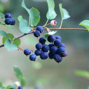 Saskatoon Berry Seeds