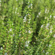 Winter Savory Seeds, Herbal