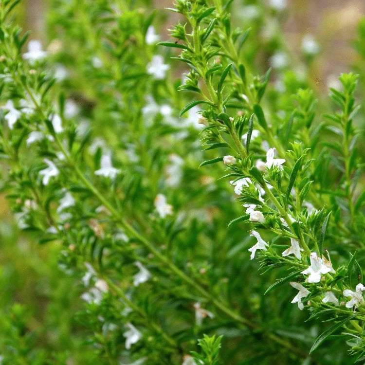 Winter Savory Seeds, Herbal