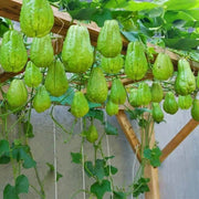 Sayote Seeds - Vegetable Plant for Home Gardens