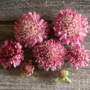 Salmon Rose Scabiosa atropurpurea Seeds