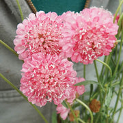 Salmon Rose Scabiosa atropurpurea Seeds