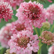 Salmon Rose Scabiosa atropurpurea Seeds
