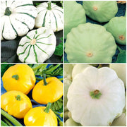 Scallop Squash Seeds - All In One For Home Gardens