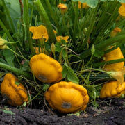 Scallop Squash Seeds - All In One For Home Gardens