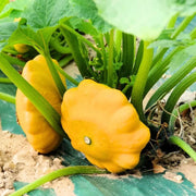 Scallop Squash Seeds - All In One For Home Gardens
