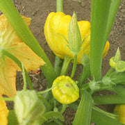 Scallop Squash Seeds - All In One For Home Gardens