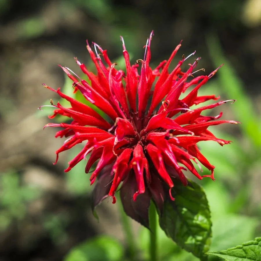 Scarlet Bee Balm Monarda Didyma Seeds