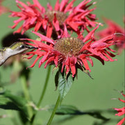 Scarlet Bee Balm Monarda Didyma Seeds