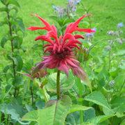 Scarlet Bee Balm Monarda Didyma Seeds