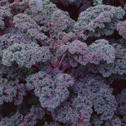 Cold Seeds, Brassica oleracea var. acephala