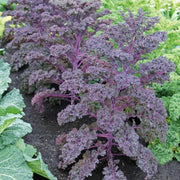 Cold Seeds, Brassica oleracea var. acephala