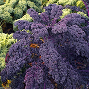 Cold Seeds, Brassica oleracea var. acephala