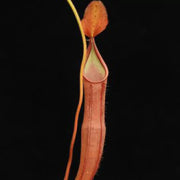 Scarlet Pitcher Seeds