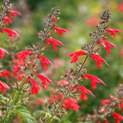 Scarlet Sage Seeds - Herbal Plant