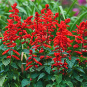 Scarlet Sage Seeds - Herbal Plant