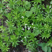 Scented Bedstraw Seeds - Herabl Plant