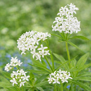Scented Bedstraw Seeds - Herabl Plant