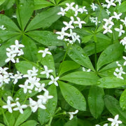 Scented Bedstraw Seeds - Herabl Plant