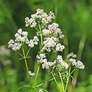 Scented Bedstraw Seeds - Herabl Plant