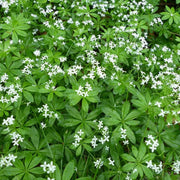 Scented Bedstraw Seeds - Herabl Plant