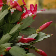 Schlumbergera Seeds - All In One For Home Gardens