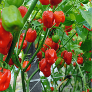 Scotch Bonnet Chili Seeds