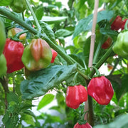 Scotch Bonnet Chili Seeds