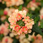 Light Orange Verbena Seeds