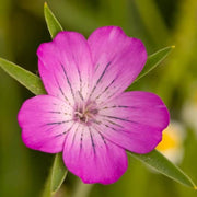 Githago Pink Agrostemma Seeds