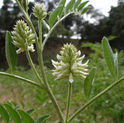 American White Licorice Seeds, Herbal