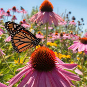 Pollinator Coneflower Seeds
