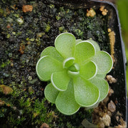 Butterwort Seeds