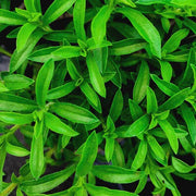 Summer Savory Seeds, Herbal