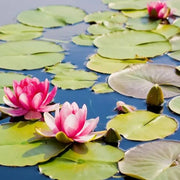 Exquisite Water Lotus Seeds