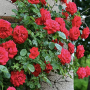 Fragrant Climbing Rose Seeds