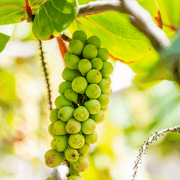 Sea Grape Grape Seeds