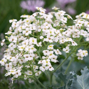 Sea Seeds, Crambe maritima