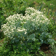 Sea Seeds, Crambe maritima