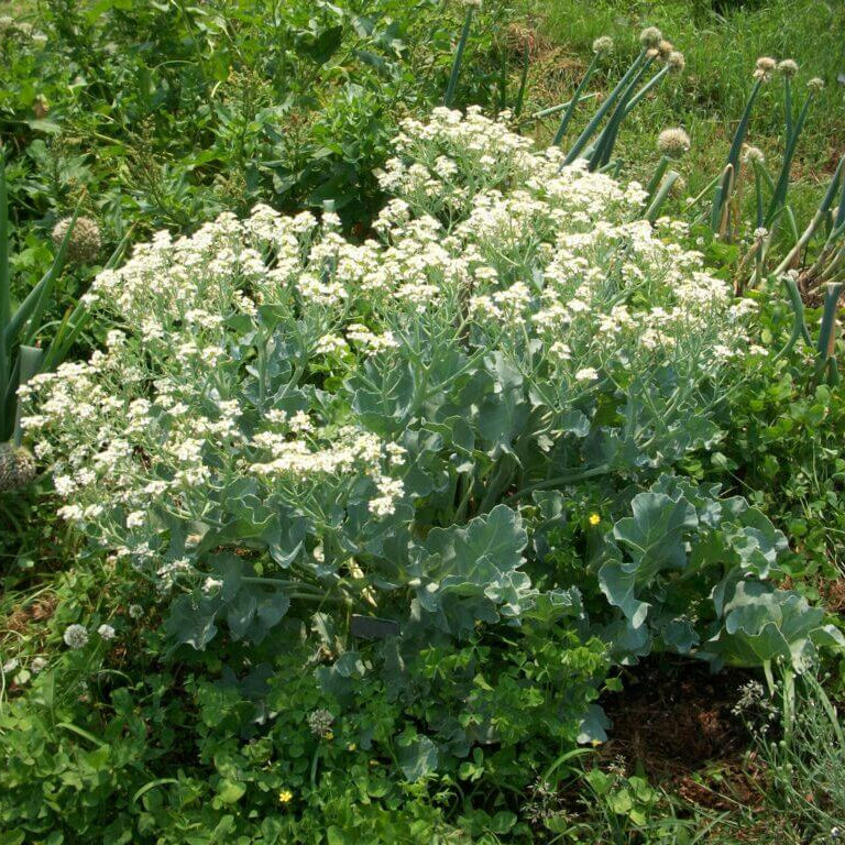 Sea Seeds, Crambe maritima